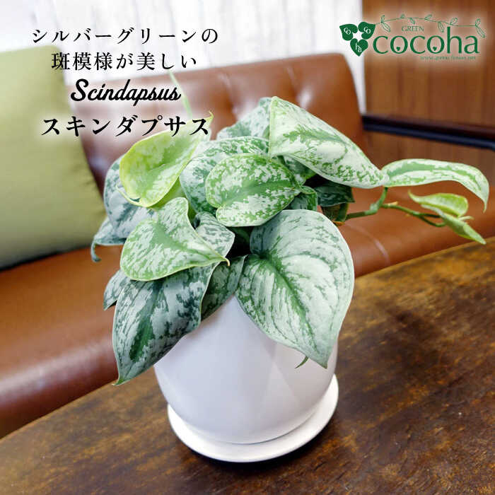 【ふるさと納税】シルバーグリーンの斑模様が美しい『スキンダプサス』糸島市 / cocoha [AWB030] 20000円 2万円