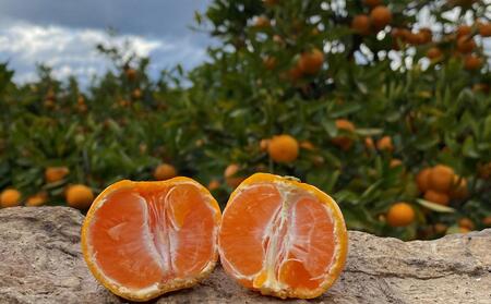年内発送 ちょっと 傷あり 完熟早生 有田みかん 大玉 2L または L サイズ 5kg 和歌山 南泰園 みかん