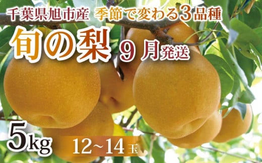 【 先行予約 】【 9月発送 】旬の梨 約5kg 幸水 豊水 あきづき 12 ～ 14玉 梨 なし 梨産地 甘い 旬 夏果物 2025年発送 先行予約 果肉 しゃりしゃり 水水しい みずみずしい 糖度 くだもの 果物 フルーツ 旬のフルーツ 冷蔵 ふるさと納税 産地 送料無料 千葉県 千葉 旭市 旭市産 まる吉園 mkn004