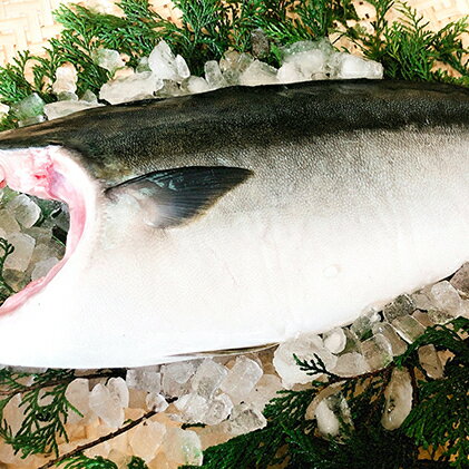 【ふるさと納税】 数量限定 5kg 以上 の 久良の ぶり 半身 フィレ タイプ 2枚