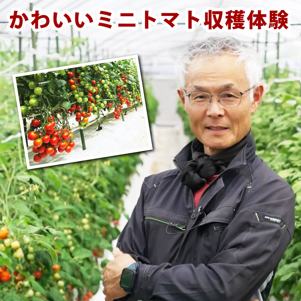 【ふるさと納税】【1組5名／10名】かわいいミニトマト収穫体験～【体験期間：9月下旬～10月下旬】ミニトマト トマト 野菜 収穫体験 体験 一粒万倍 大分県 竹田市 送料無料