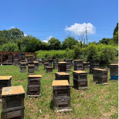 ふるさと納税 瑞浪市 純粋ハチミツ(アカシア500g×1　山桜500g×1) |  | 01