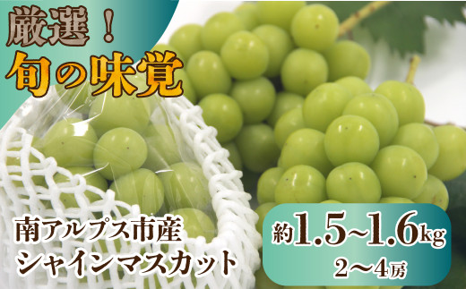 【25年発送先行予約】厳選！南アルプス市産　シャインマスカット　約1.5kg～1.6kg（2～4房） ALPDD010