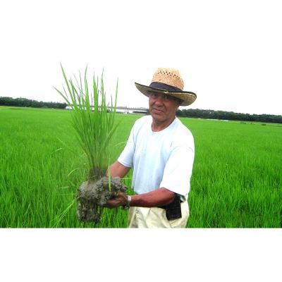 ふるさと納税 新潟市 上野農場 農林1号 精米5kg[54071532] |  | 01