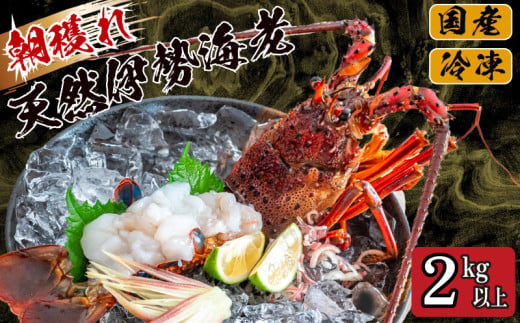 【伊勢海老】 朝どれ天然伊勢海老2kg以上 2kg以上
