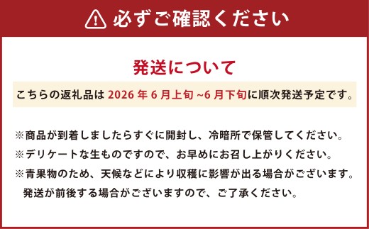 熊本県産 肥後グリーンメロン 2玉