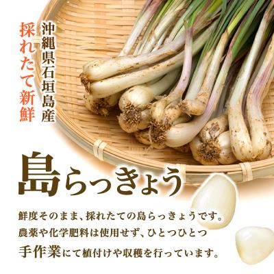 ふるさと納税 石垣市 ≪2026年2月下旬〜5月下旬発送≫採れたて島らっきょう 500g |  | 01