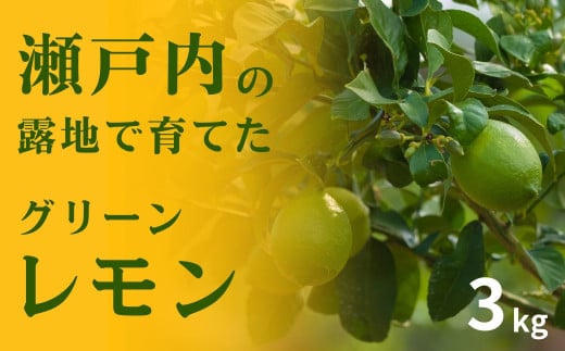 瀬戸内の露地 グリーンレモン 約3kg 10〜11月発送 皮まで丸ごと食べられる ワックス不使用 防腐剤不使用 フルーツ レモン 広島 大崎上島 せとうち 檸檬 柑橘 健康 ビタミンC クエン酸 岩﨑農園