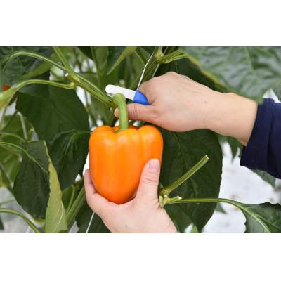 ふるさと納税 宮城県 【宮城県産】パプリカ(赤・黄・橙)12玉　約3kg |  | 01