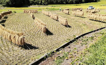 天日干しコシヒカリ10kg 兵庫県 洲本市 淡路島