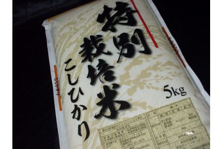 【地元生産者の思いが伝わる一品】特別栽培米こしひかり10kg 令和7年産米◇