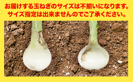 葉付き玉ねぎ 20～30玉前後 篠原農園《1月上旬-3月上旬頃出荷》熊本県 葦北郡 津奈木町 野菜 たまねぎ バーベキュー ホイル焼き