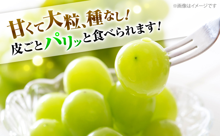 【先行予約】【9月上旬から9月下旬に順次発送】シャインマスカット 2房（約1.4kg） 種なし フルーツギフト ギフト 高級 果物 三次市/黒瀬ぶどう園 [APAB002]