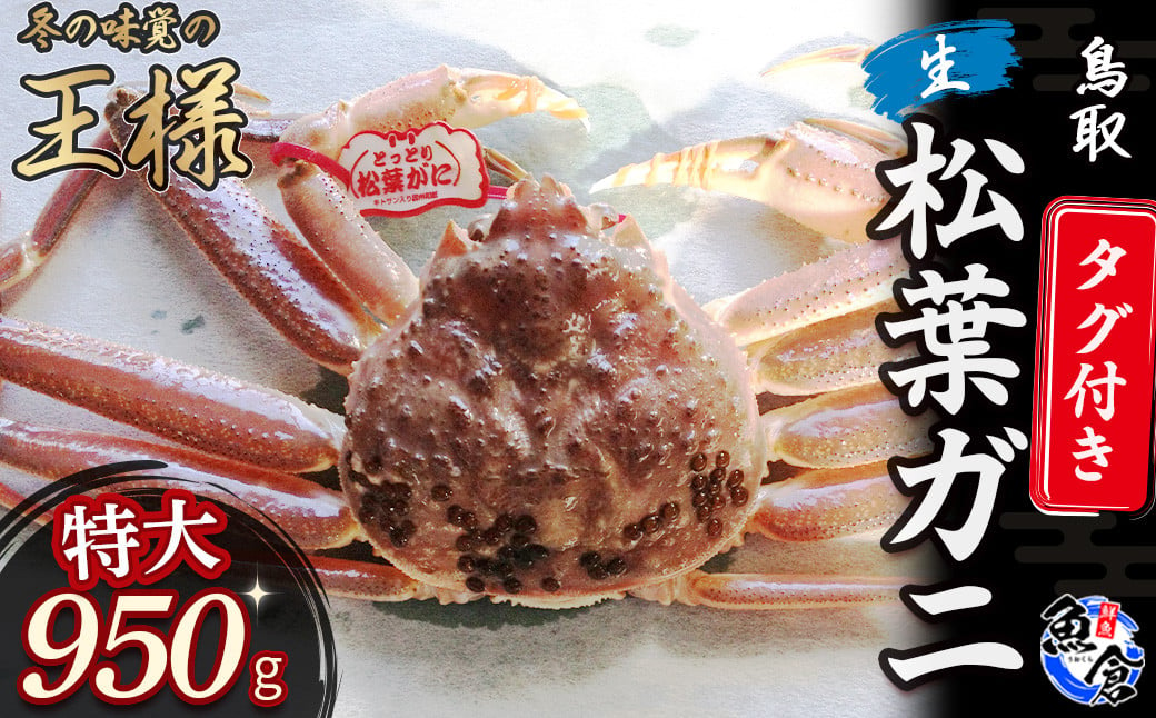 
            【魚倉】タグ付き生松葉ガニ（特大９５０ｇ） 松葉ガニ カニ ズワイガニ カニ爪 タグ付き 冷蔵 蟹 ずわいがに 特大 国産 鮮度抜群 鳥取県 倉吉市
          