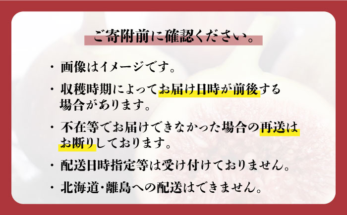 【9～10月頃発送】福岡県オリジナル品種  とよみつひめ 約1.2kg＜一般社団法人地域商社ふるさぽ＞那珂川市 [GBX026]