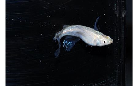 メダカ「松井ヒレ長　緑光」4匹セット