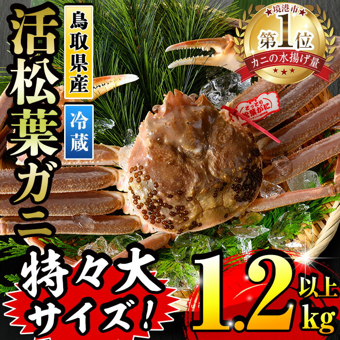 【ふるさと納税】＜先行予約受付中！11月中旬～3月中旬発送予定＞＜期間限定＞活松葉ガニ 特々大 1.2kg以上 国産 境港 かに カニ 松葉ガニ 松葉蟹 浜茹で 海鮮 蟹味噌 かに味噌 鍋 冷蔵 コンシェルジュ 【sm-BE003】【川口商店】