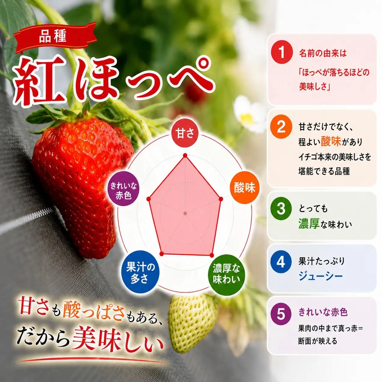 【先行予約】 いちご 紅ほっぺ イチゴ 苺 約 1.2kg 数量限定