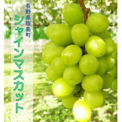 【ふるさと納税】中央アルプス山麓のシャインマスカット　約1kg【配送不可地域：離島】【1757562】