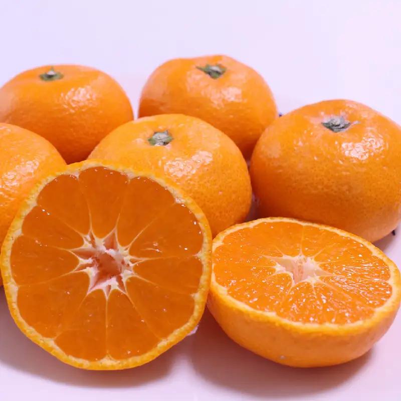 ＼ みかんの名産地 和歌山県産／ 農家直送 大玉 有田みかん 5kg （2L～3L） ひとつひとつ手選別で厳選【2026年11月下旬～2027年1月中旬ごろに順次発送予定】 | みかん フルーツ 果物
