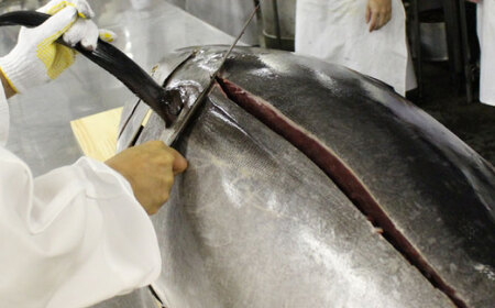 天然 まぐろ ねぎとろ 約2kg（約250g×8パック） 鮪 マグロ 魚 ネギトロ 横須賀【横須賀商工会議所 おもてなしギフト事務局（本まぐろ直売所 横須賀本店）】 [AKAK009]