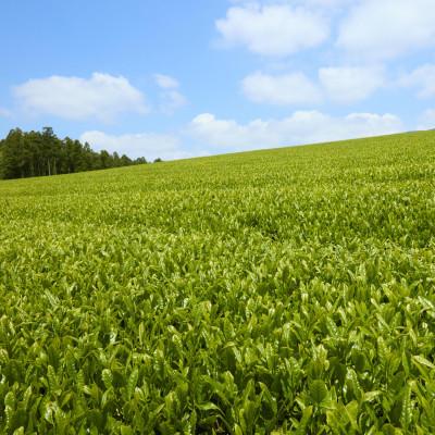 ふるさと納税 佐世保市 【黄綬褒章受章】抹茶入り有機緑茶ティーバッグ 40包 |  | 01