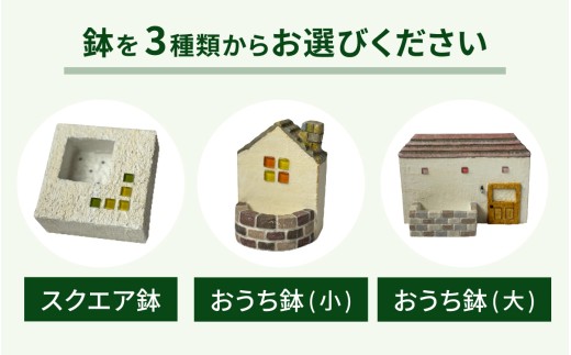 モルタル造形おうち鉢(小)と多肉植物の寄せ植え【期間限定】 | 苗 多肉 植物 季節 たにくしょくぶつ ショクブツ タニク 多種類 グリーン インテリア 自然 DIY セダム エケベリア 観葉植物 永