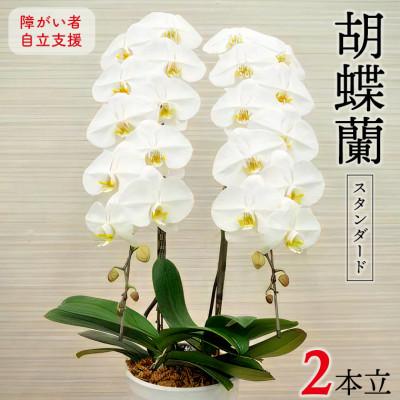 ふるさと納税 富津市 胡蝶蘭(スタンダード)2本立/NPO法人Alon Alon　BA-4b