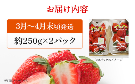 あまおう 産地直送 約250g×2パック 福岡県産 いちご 朝採れ ふくおかエコ農産物認証 苺 フルーツ イチゴ 果物 くだもの ストロベリー ichigo ケーキ スイーツ 【3月〜4月末頃発送予定