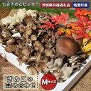 【ふるさと納税】きのこの詰め合わせ　 Mサイズ（茨城県共通返礼品・城里町産） きのこ セット 詰め合わせ はなびら茸 幻のキノコ 七会きのこ生産組合 茨城県 高萩市