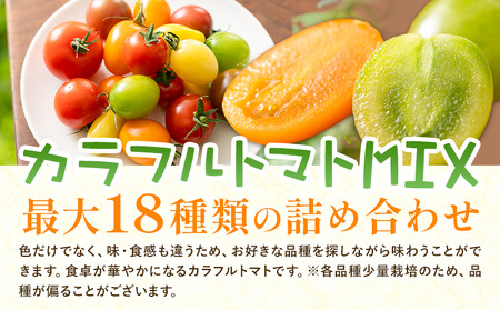 中玉フルーツトマト ゼッピン娘 1.8kg カラフルトマトMIX 1.8kg 計3.6kg 《10月中旬～5月末頃出荷》希少な品種 華おとめ 甘い 野菜トマト野菜サラダ