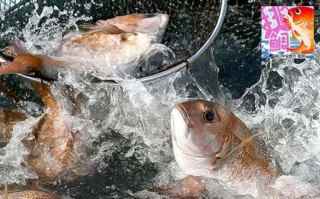 岡山ブランド魚 桃鯛 鯛めしセット 桃鯛めしの具 約550g×2食分 （厚切り身約150g×2食・桃鯛で作った鯛スープ400㏄×2食） 鯛めし スープ付き 小分け 簡単調理 冷凍 岡山県 倉敷市