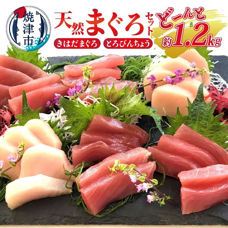 天然 まぐろ セット（とろびんちょう・きはだまぐろ） 約1.2kg (a10-908)