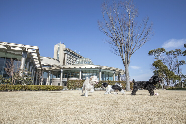 ワンちゃんと一緒にステイヒルトンドッグフレンドリールーム素泊まり（平日） 【ヒルトン 神奈川県 小田原市 】