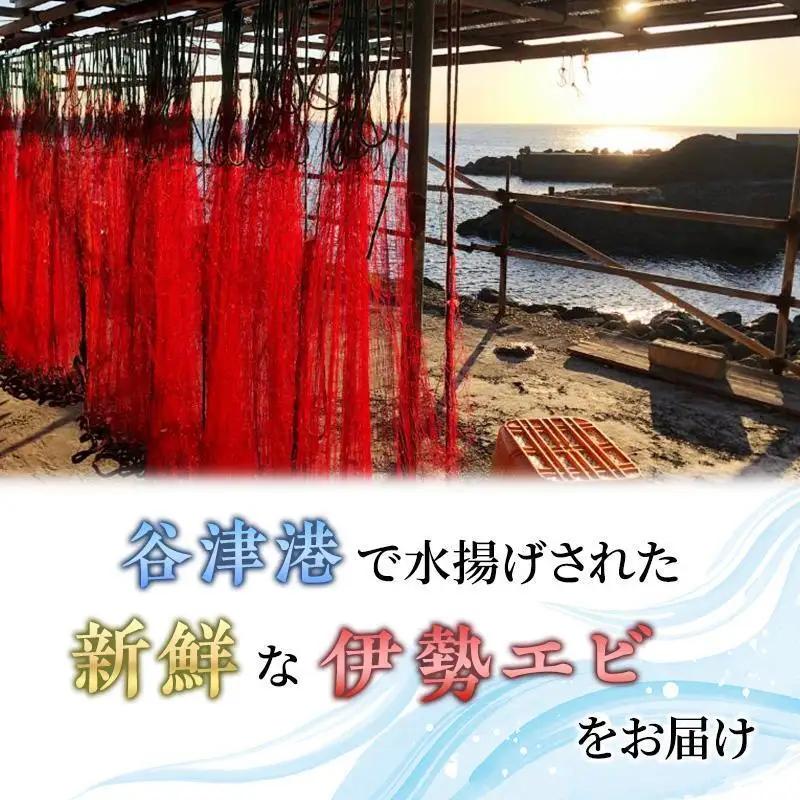 伊勢海老 活き 4〜8匹 刺身 海鮮 10月から5月 伊勢海老