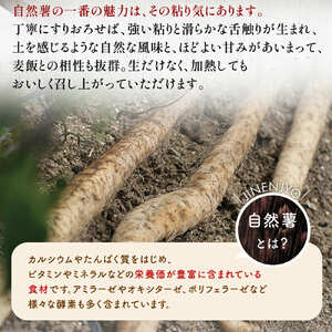 【7日以内発送】 とろろ 味付けとろろ 285g × 2個 尾白弁当 【とろろ】