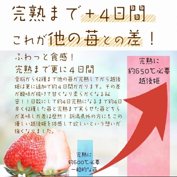 先行予約  いちご 雪国完熟越後姫 約170g×6P 苺 イチゴ フル