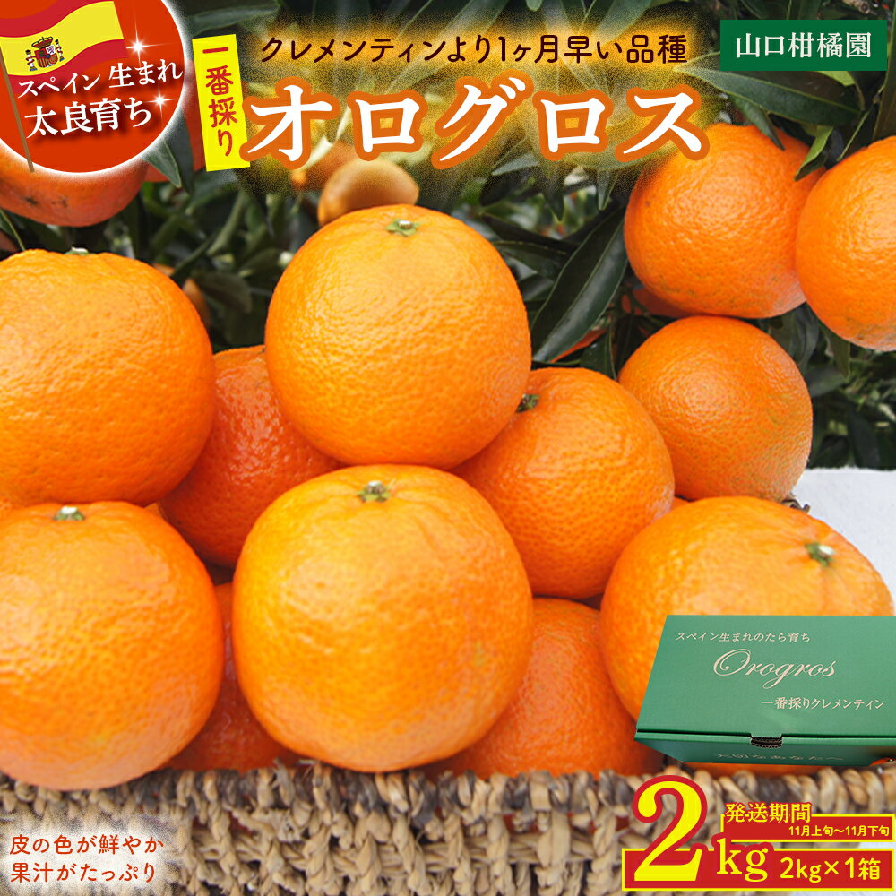 【ふるさと納税】一番採りクレメンティン！新品種「オログロス」2kg 柑橘 マンダリン クレメンティン オログロス 国産 希少 ジューシー 薄皮 佐賀県 太良町 L131