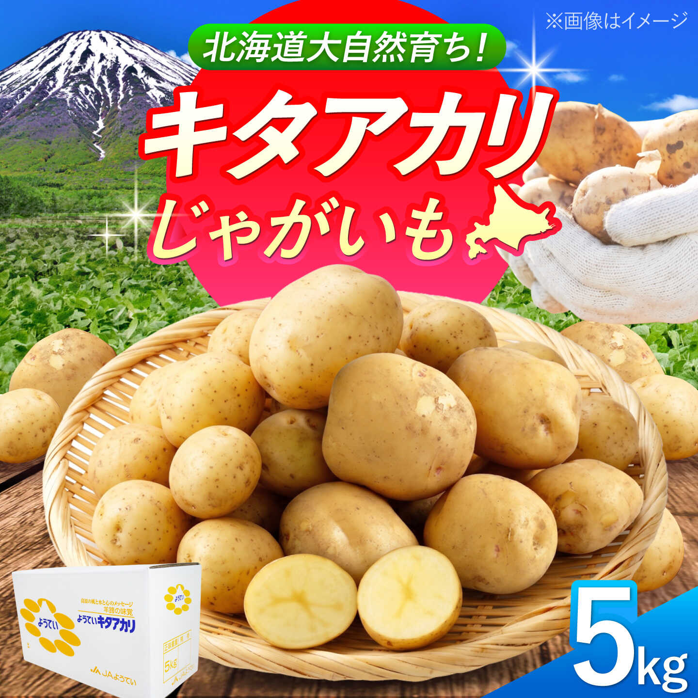 【ふるさと納税】じゃがいも キタアカリ 5kg | じゃがいも ジャガイモ キタアカリ 野菜 季節の野菜 北海道 産地直送 先行予約 | 株式会社Aコープようてい[BPAT004]