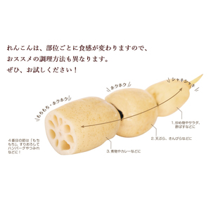 れんこん 4kg オーガニック 蓮根
