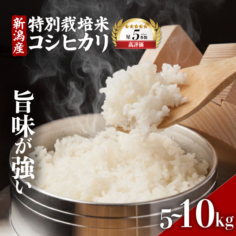 【ふるさと納税】 高評価★5.00 米 コシヒカリ 選べる 5kg 10kg 令和7年産 特別栽培米 コシヒカリ 精米 白米 ご飯 おにぎり 弁当 新潟産 コシヒカリ 新発田産 新潟コシヒカリ 米 お米 こめ 豊浦ニューカントリー 新潟県 新発田市 tnc001P