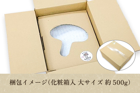 【2025年先行予約】【化粧箱入】生しいたけ 大サイズ 約500g（9～13個）《10月中旬から順次発送》 品評会で金賞受賞！ きのこ しいたけ 椎茸 特大 食べ応えある大きさ 肉厚で旨味たっぷり！ 