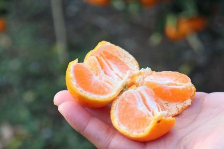きれいな温州みかん 寄贈用にお勧め LLサイズ　10kg