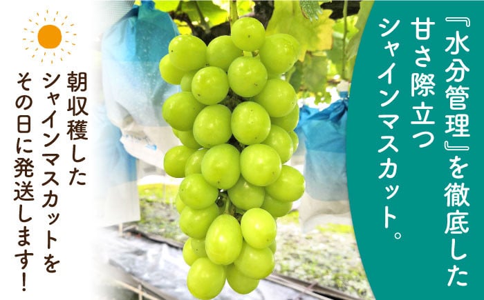 佐賀県白石町で育った甘くておいしいマスカット！