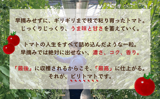 四万十市産 じっくり育った濃厚 ビリトマト 1.5kg 南国 新鮮 野菜 やさい 国産 トマト とまと ミニトマト コク うま味 甘い 冷蔵 産地直送 お取り寄せ 旬 農家直送 高知県 高知 四万十市