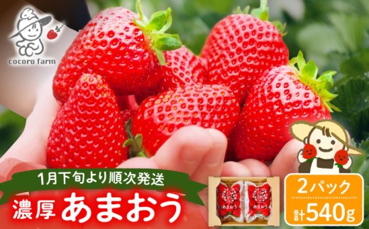 【先行予約】あまおう 540g（270g×2パック）ココロファームの濃厚あまおう【2027年1月下旬～3月下旬発送】《豊前市》【ココロファーム】[VAE007] 苺 いちご あまおう 福岡県産