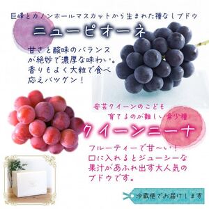 岡山　花笑み農園の『ニューピオーネ＆クイーンニーナ』1kg(2房)　PQ-1【9月中旬～順次発送】【配送不可地域：離島】【1629357】