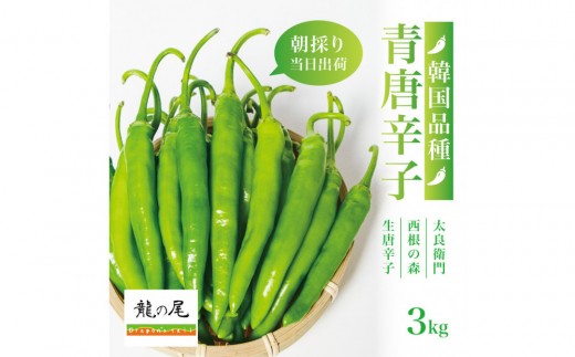 【宮城県産】生青唐辛子 龍の尾 3kgセット（500g×6袋）激辛韓国品種 西根の森｜太良衛門