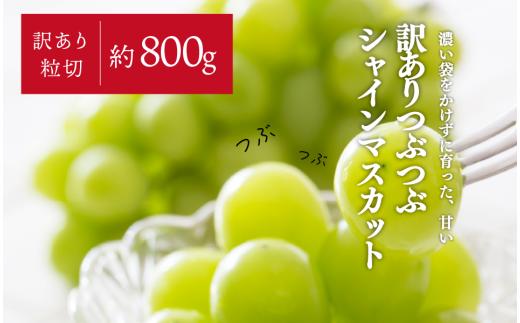 
                  【きよとうファーム】粒切シャインマスカット/約800g  (岡山県産) 【KF-B096-01】
                