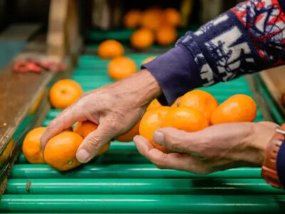 手が止まらない 訳あり 有田みかん 約3kg 大きさ無選別（2S〜3L） 糖度11度以上 鳴川農園